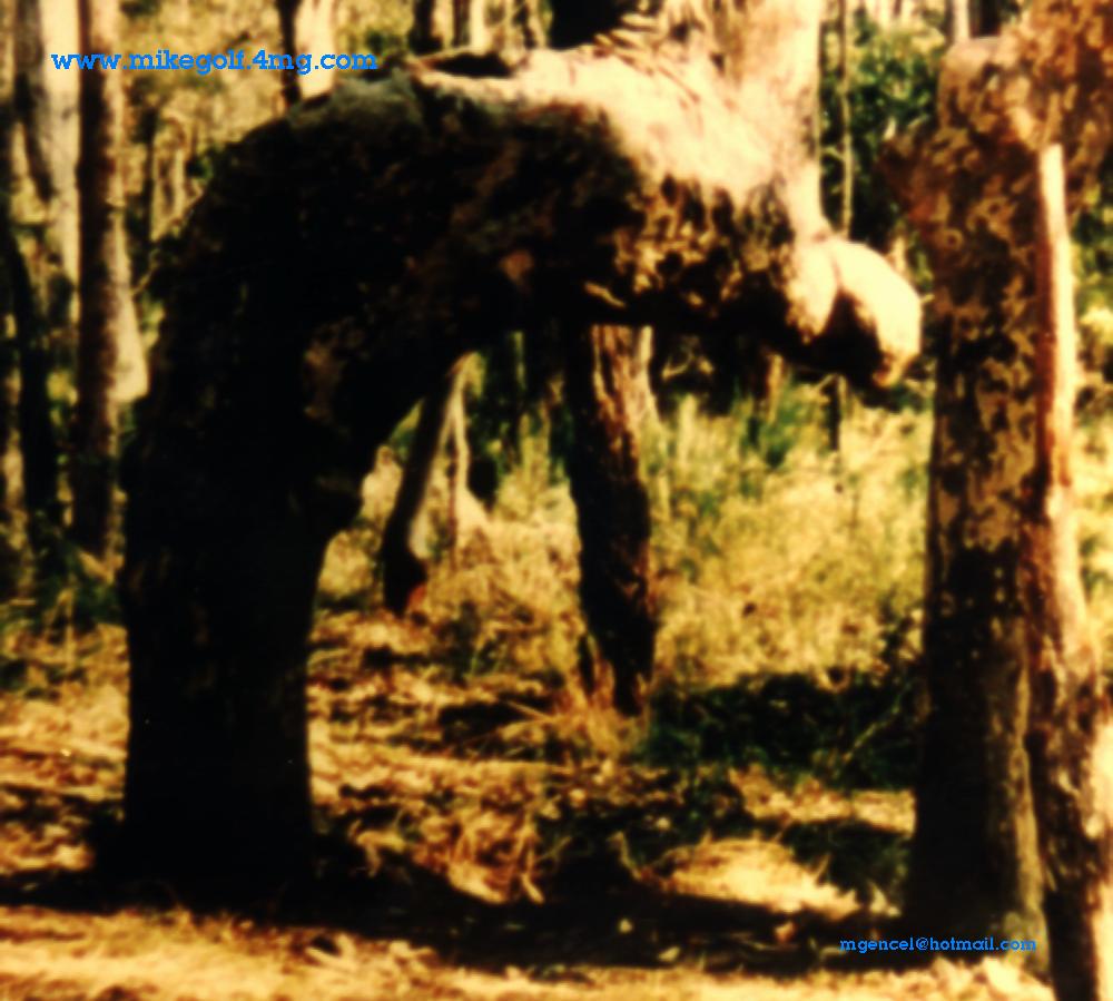Ruku_eden_agac1.jpg (107802 bytes)